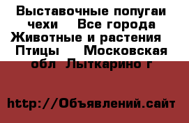 Выставочные попугаи чехи  - Все города Животные и растения » Птицы   . Московская обл.,Лыткарино г.